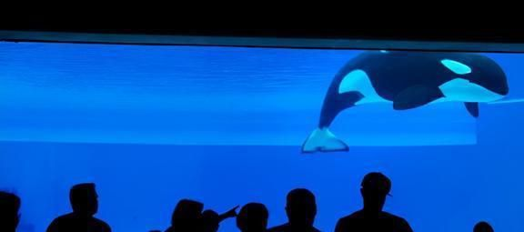 水族館店鋪里有什么動物嗎：水族館商店中可能有的動物及其詳細信息