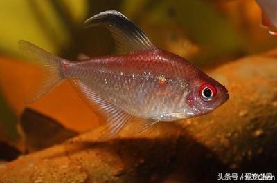 各種各樣的觀賞魚有哪些名稱（各種各樣的觀賞魚的名稱）