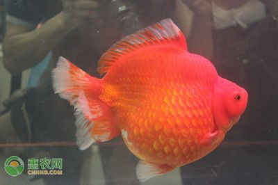 各種各樣的觀賞魚有哪些名稱（各種各樣的觀賞魚的名稱）