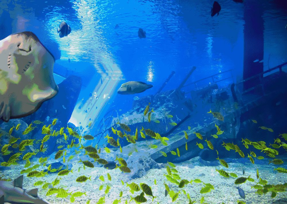 水族館動(dòng)態(tài)壁紙應(yīng)用大全（水族館動(dòng)態(tài)壁紙app）