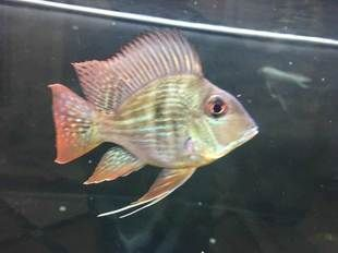 國產元寶鳳凰魚與進口元寶鳳凰魚的區別：元寶鳳凰魚與進口元寶鳳凰魚的區別