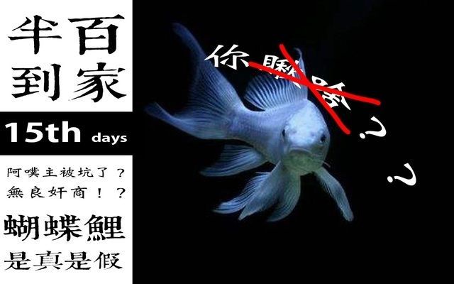 蝴蝶鯉真假最簡單方法（如何鑒別蝴蝶鯉真偽）