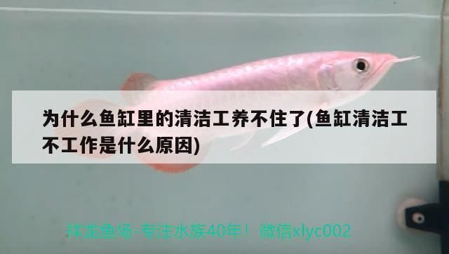 為什么魚缸里的清潔工養不住了(魚缸清潔工不工作是什么原因)
