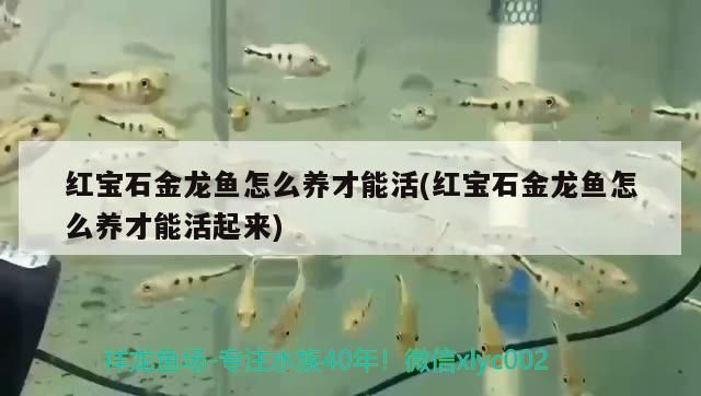 紅寶石金龍魚怎么養才能活(紅寶石金龍魚怎么養才能活起來) iwish愛唯希品牌魚缸 第2張 紅寶石金龍魚怎么養才能活(紅寶石金龍魚怎么養才能活起來) 紅寶石金龍魚怎么養才能活(紅寶石金龍魚怎么養才能活起來) iwish愛唯希品牌魚缸 第2張