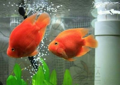 觀賞魚養幾條旺財最好（觀賞魚養幾條旺財最好的問題之前需要了解一些基本的風水知識）