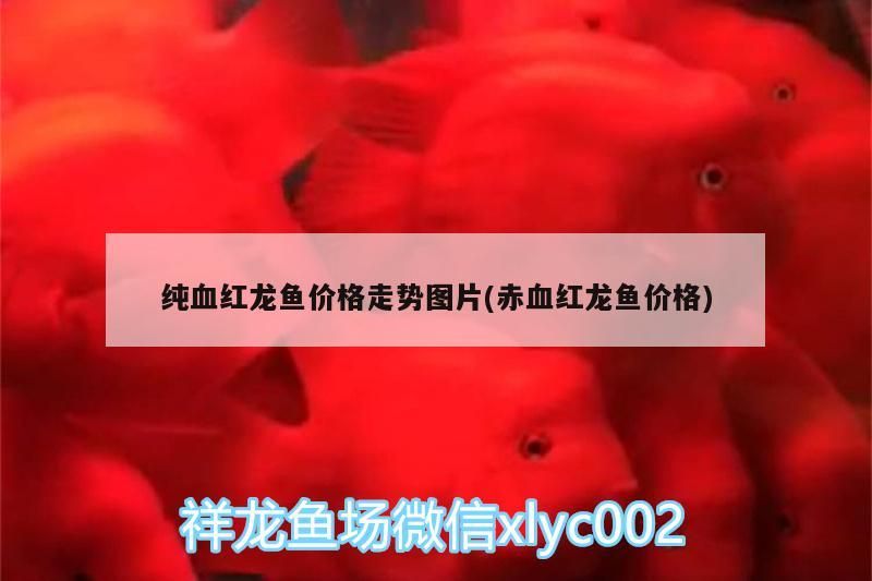 鞍山魚市觀賞魚批發市場營業時間電話是多少號（ 鞍山魚市批發市場地址）