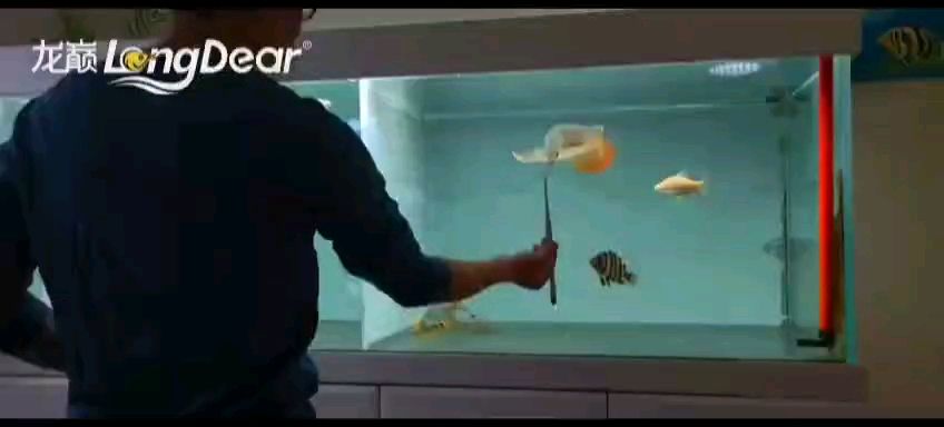轉發701 龍魚論壇 第1張 轉發701 轉發701 龍魚論壇 第1張