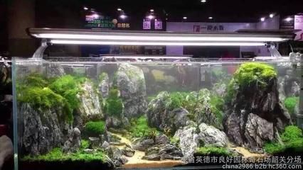 詳細(xì)閱讀:廣東水族批發(fā)市場(chǎng)在哪個(gè)位置啊(廣東水產(chǎn)市場(chǎng)的歷史演變) 廣東水族批發(fā)市場(chǎng)在哪個(gè)位置啊(廣東水產(chǎn)市場(chǎng)的歷史演變)