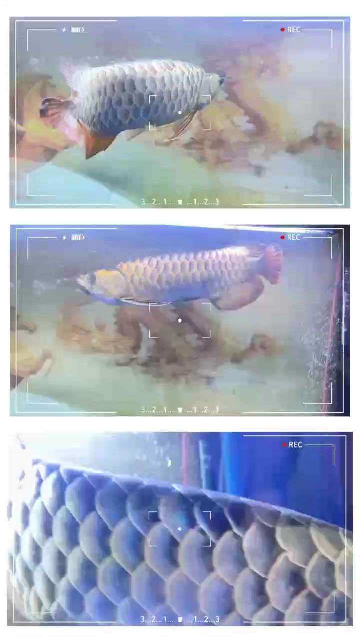 上海閑置一條過背金龍魚+1.8米森森魚缸