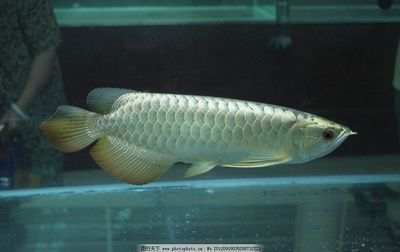 普通紅龍魚多少錢一條啊：普通紅龍魚的價(jià)格受多種因素影響