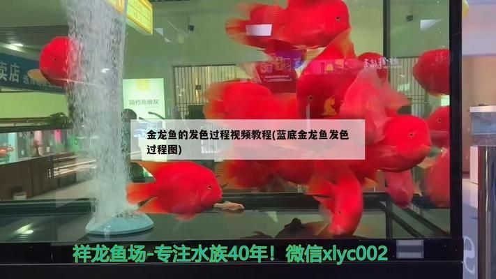 過背金龍魚怎么發(fā)色：過背金龍魚發(fā)色的最佳飼料，如何控制金龍魚的光照強度，金龍魚水質管理的詳細步驟