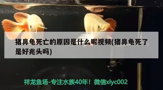 魚缸過濾器選購指南:自制魚缸過濾器魚缸上置過濾器對于養(yǎng)魚愛好者的必備知識 豬鼻龜死亡的原因是什么呢視頻(豬鼻龜死了是好兆頭嗎) 豬鼻龜百科 豬鼻龜死亡的原因是什么呢視頻(豬鼻龜死了是好兆頭嗎) 豬鼻龜死亡的原因是什么呢視頻(豬鼻龜死了是好兆頭嗎) 豬鼻龜百科