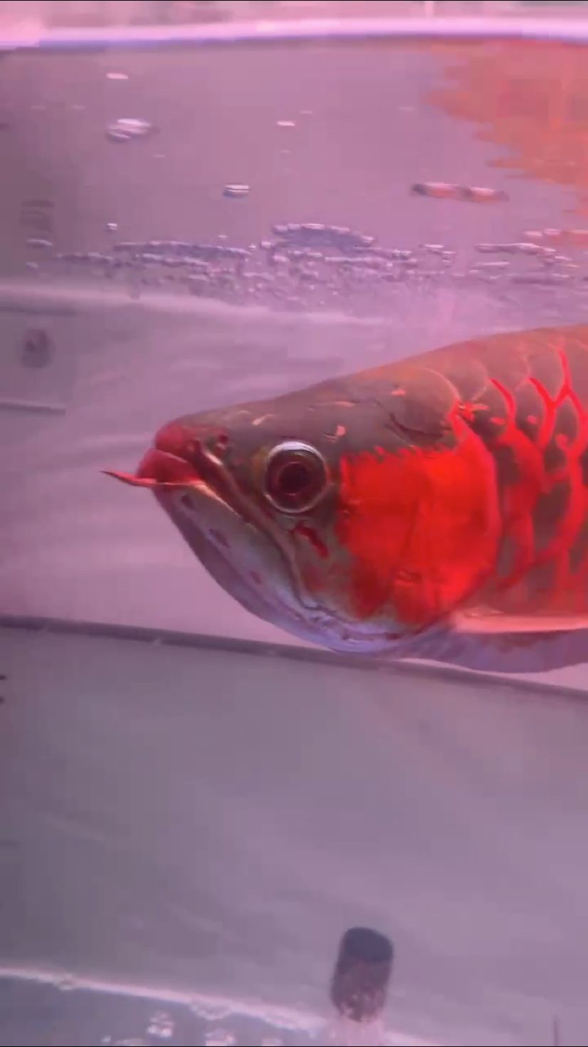 如何快速恢復(fù) 如何快速恢復(fù) 龍魚論壇