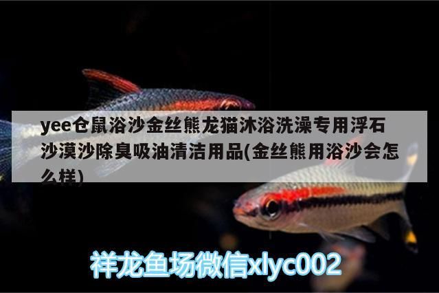 yee倉鼠浴沙金絲熊龍貓沐浴洗澡專用浮石沙漠沙除臭吸油清潔用品(金絲熊用浴沙會怎么樣)