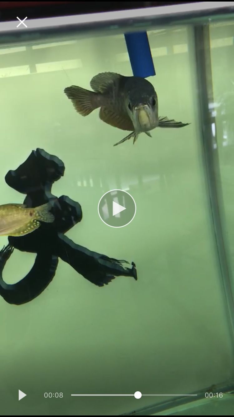 關于龍魚珠鱗的問題 關于龍魚珠鱗的問題 黃金貓魚百科 第2張