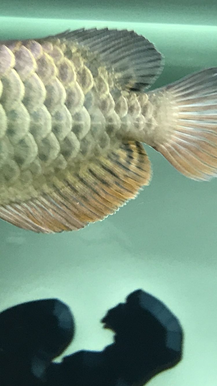 關于龍魚珠鱗的問題 關于龍魚珠鱗的問題 黃金貓魚百科 第3張