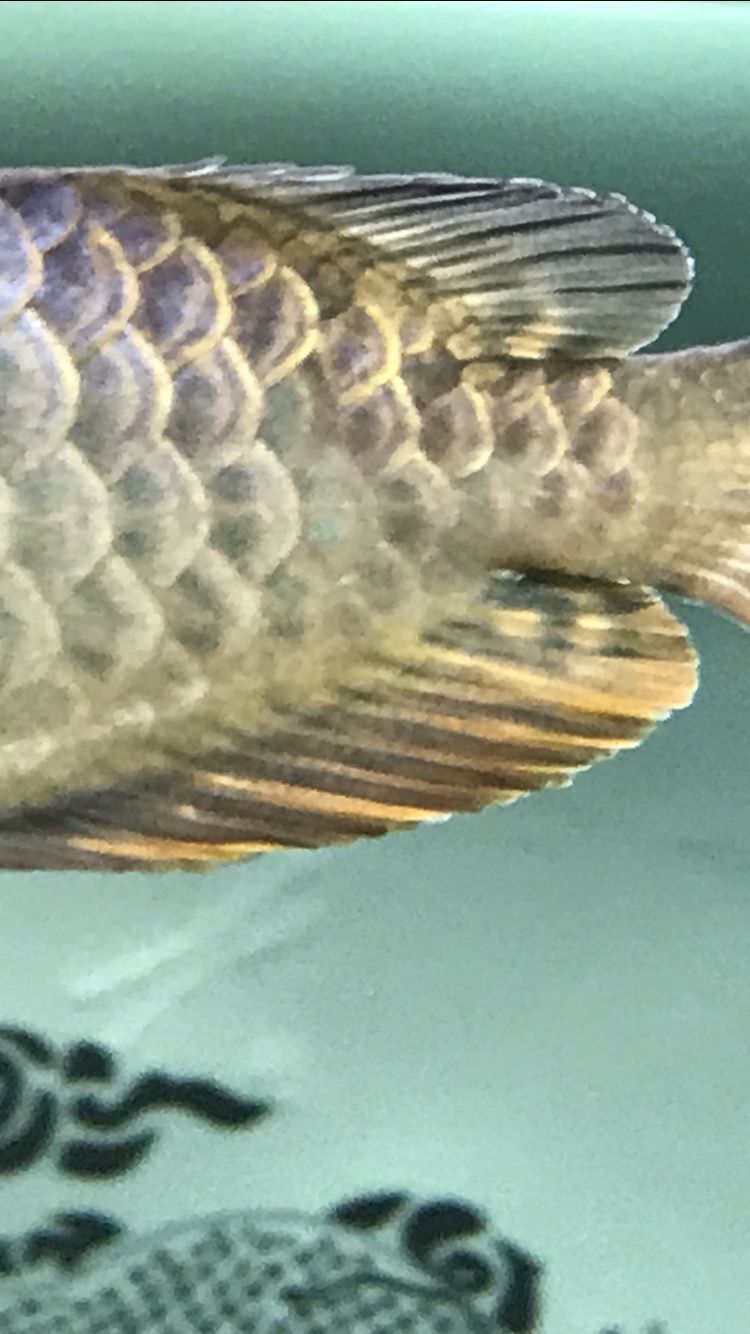 關于龍魚珠鱗的問題 關于龍魚珠鱗的問題 黃金貓魚百科 第4張