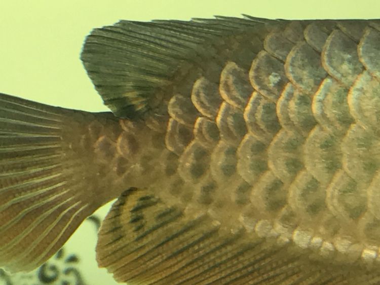 關于龍魚珠鱗的問題 關于龍魚珠鱗的問題 黃金貓魚百科 第5張