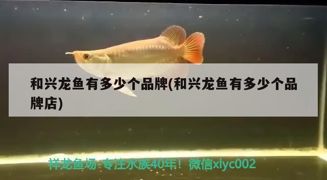 和興龍魚有多少個品牌(和興龍魚有多少個品牌店)