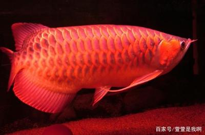 鸚鵡魚龍魚混養數量多少：鸚鵡魚與龍魚混養數量的奧秘，打造和諧水族生態