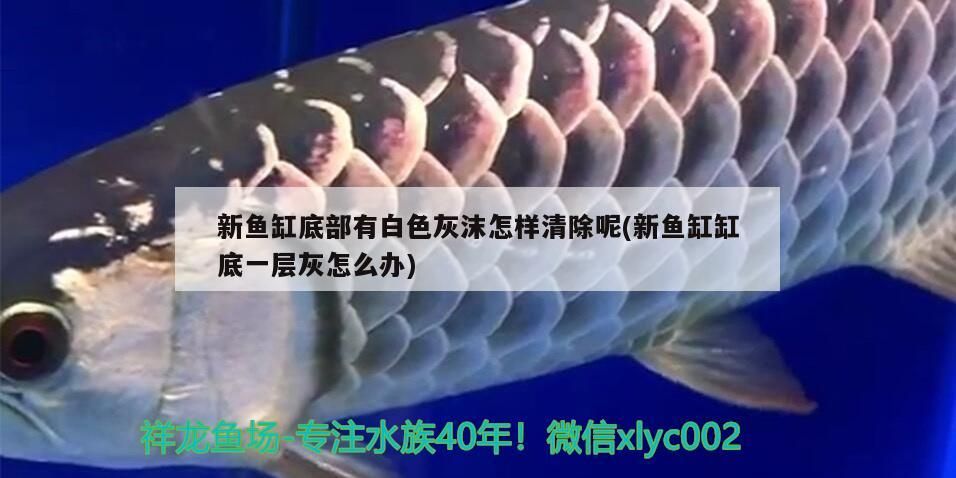 新魚缸底部有白色灰沫怎樣清除呢(新魚缸缸底一層灰怎么辦) 新魚缸底部有白色灰沫怎樣清除呢(新魚缸缸底一層灰怎么辦) iwish愛唯希品牌魚缸