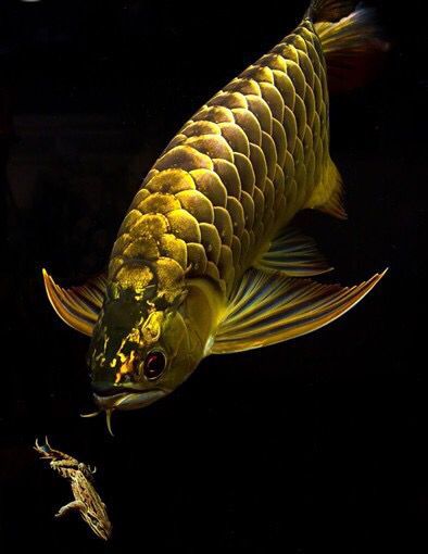 養(yǎng)龍魚花費(fèi)大嗎 養(yǎng)龍魚花費(fèi)大嗎視頻 養(yǎng)龍魚花費(fèi)大嗎 養(yǎng)龍魚花費(fèi)大嗎視頻 帝龍漁業(yè) 第1張