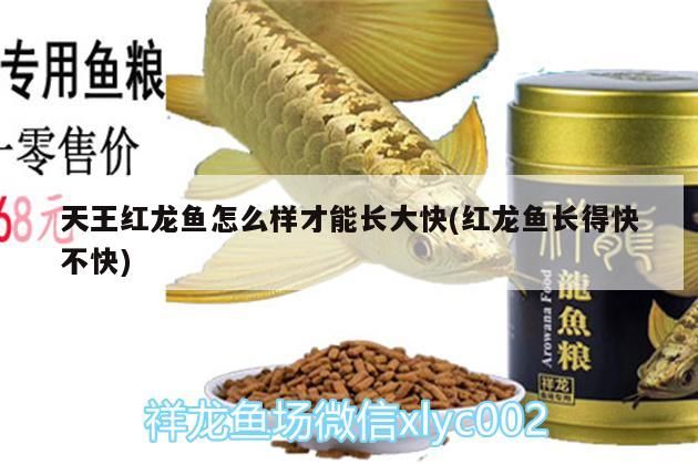 天王紅龍魚怎么樣才能長大快(紅龍魚長得快不快)