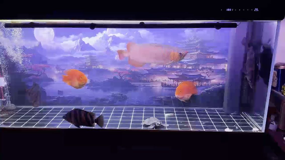 這鏡頭怎么了