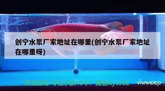 創寧水泵廠家地址在哪里(創寧水泵廠家地址在哪里呀)