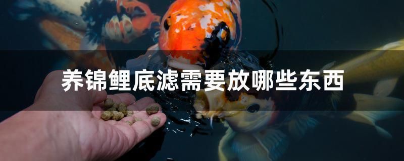 養錦鯉底濾需要放哪些東西