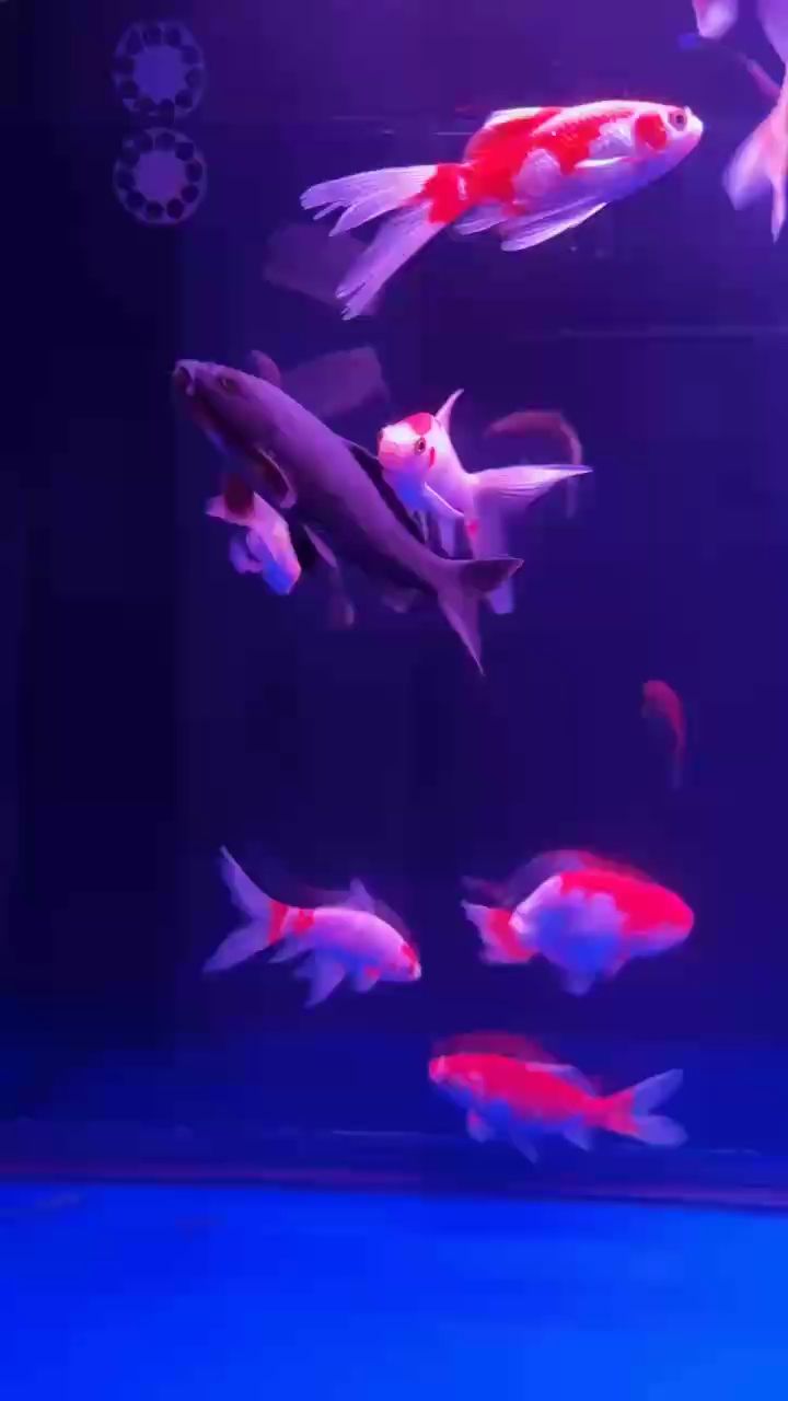 魚缸過濾器選購指南:自制魚缸過濾器魚缸上置過濾器對于養魚愛好者的必備知識 草魚一直追著蘭壽? 龍魚論壇 草魚一直追著蘭壽? 草魚一直追著蘭壽? 龍魚論壇