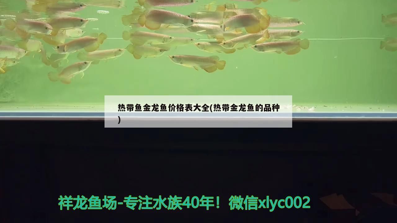 熱帶魚金龍魚價格表大全(熱帶金龍魚的品種)