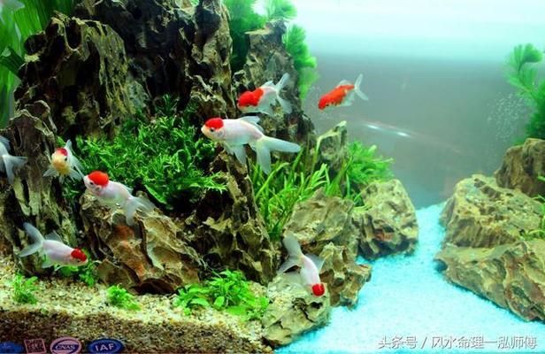 吉印水族app（吉印水族APP2.4）