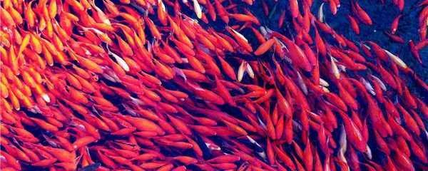紅老虎魚(yú)吃什么飼料（關(guān)于紅老虎魚(yú)飼料選擇的詳細(xì)信息）