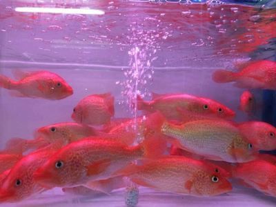 紅老虎魚(yú)吃什么飼料（關(guān)于紅老虎魚(yú)飼料選擇的詳細(xì)信息）