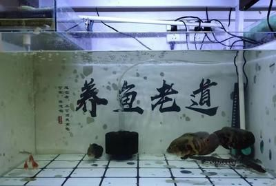 20厘米的魚缸可以養幾條金魚