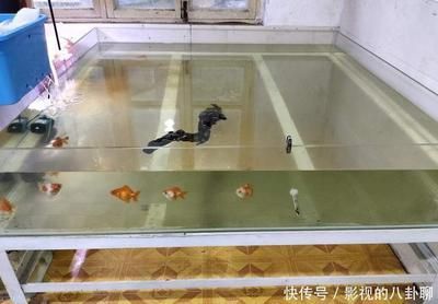 20厘米的魚缸可以養幾條金魚