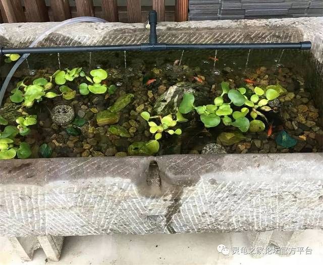 20厘米的魚缸可以養幾條金魚