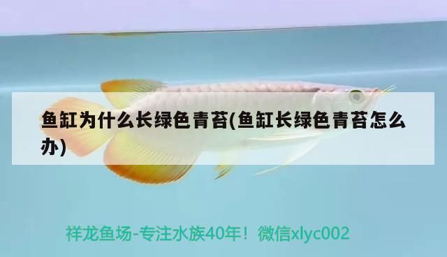 珠海魚缸龍魚世家水族館優惠（珠海水族館 龍魚世家水族館專注）