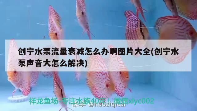 創(chuàng)寧水泵流量衰減怎么辦啊圖片大全(創(chuàng)寧水泵聲音大怎么解決)