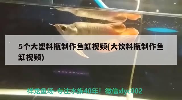 5個大塑料瓶制作魚缸視頻(大飲料瓶制作魚缸視頻)