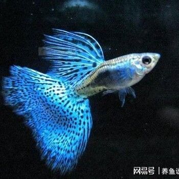 觀賞魚進口清關（國際貿易法規概覽）