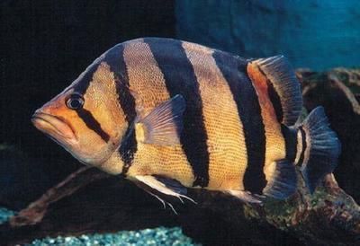 觀賞魚進口清關（國際貿易法規概覽）