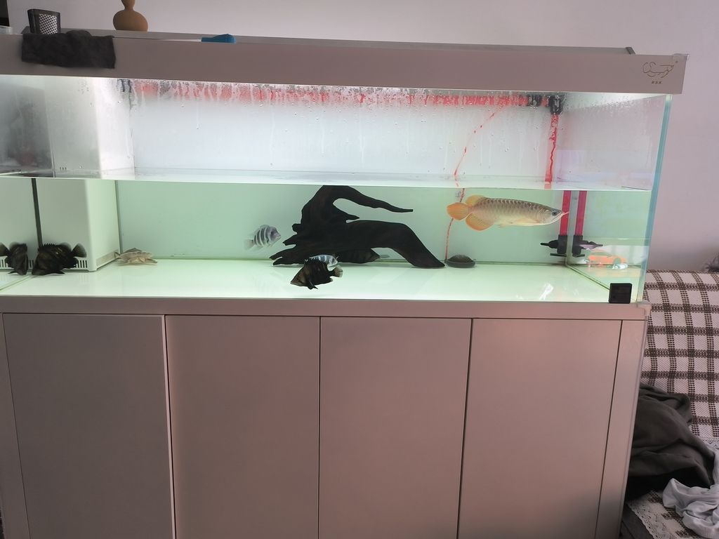 沉木黃水，用了蛋白棉倆小時就透亮。蛋白棉臭味太厲害，不能常用。第三天，水還是透亮，看看黃水能堅持幾天不出現。