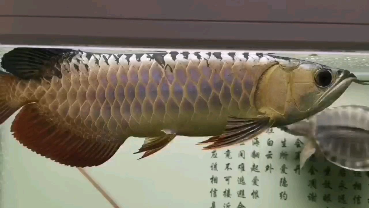 武吉美拉奸商 武吉美拉奸商 武吉美拉金龍魚 第1張