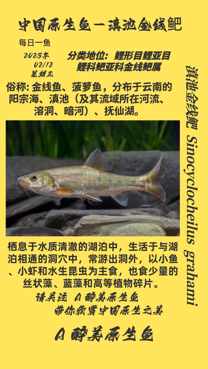 我的虎魚真菌感染了要怎么處理 滇池金線鲃 龍魚論壇 滇池金線鲃 滇池金線鲃 龍魚論壇
