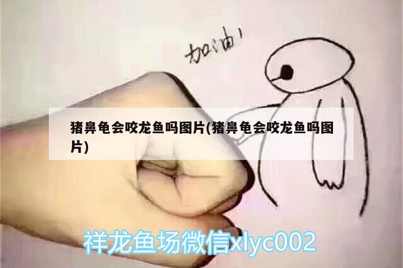 豬鼻龜會咬龍魚嗎圖片(豬鼻龜會咬龍魚嗎圖片)