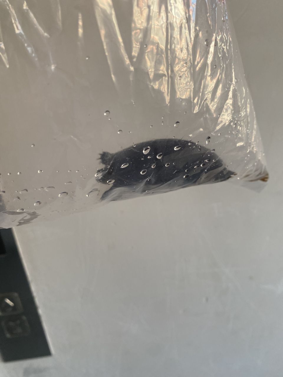 買龜 龍魚論壇 第1張 買龜 買龜 龍魚論壇 第1張