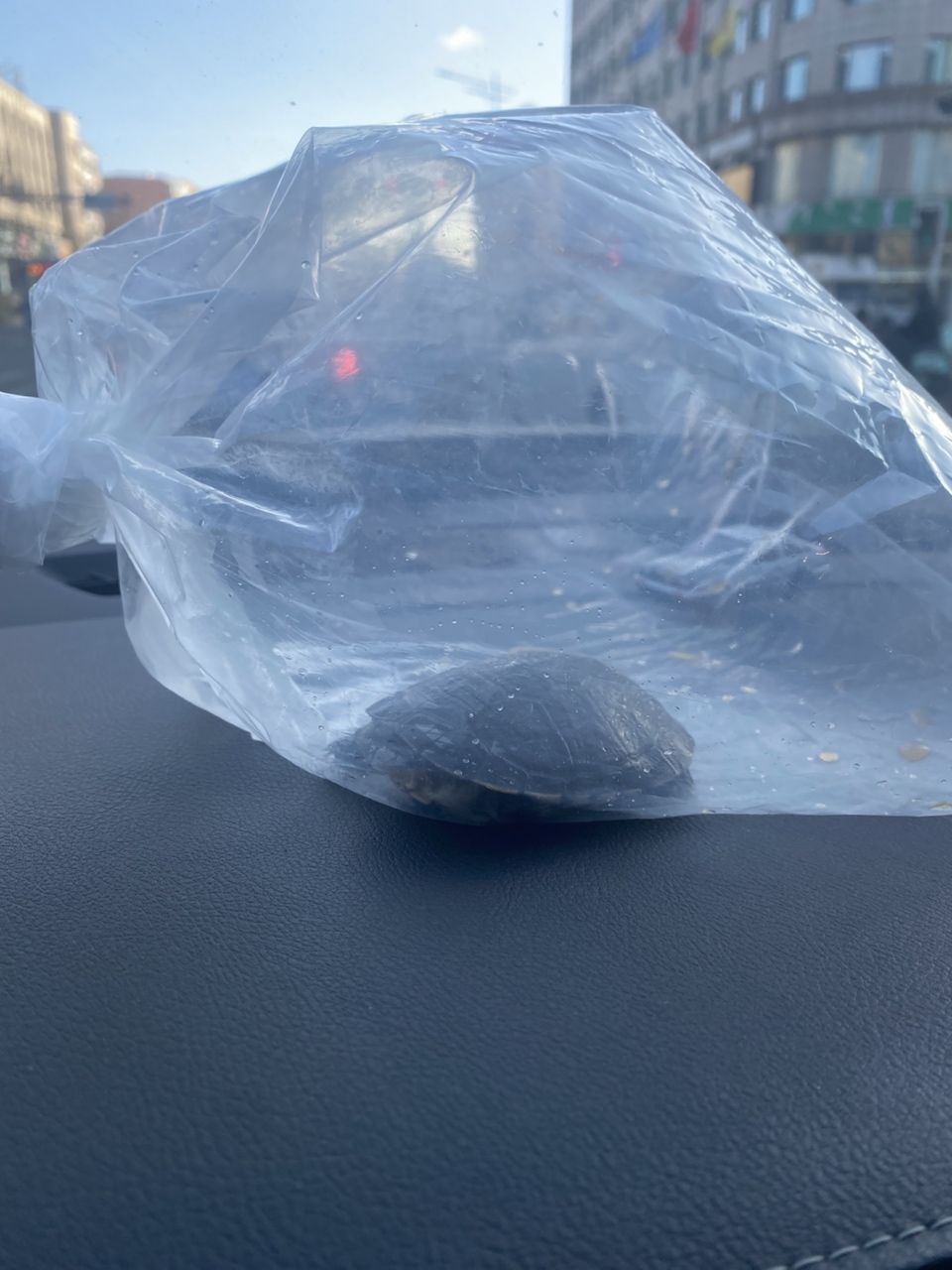 買龜 龍魚論壇 第2張 買龜 買龜 龍魚論壇 第2張
