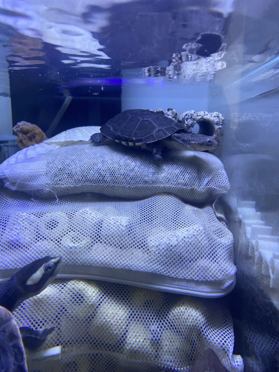 買龜 龍魚論壇 第3張 買龜 買龜 龍魚論壇 第3張